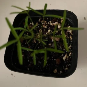 Icing Oxalis Live Plant Starter – 4 Inch Pot – Indoor Houseplant - Image 7