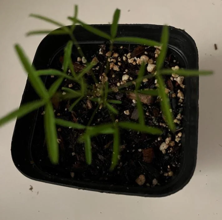 Icing Oxalis Live Plant Starter – 4 Inch Pot – Indoor Houseplant - Image 7