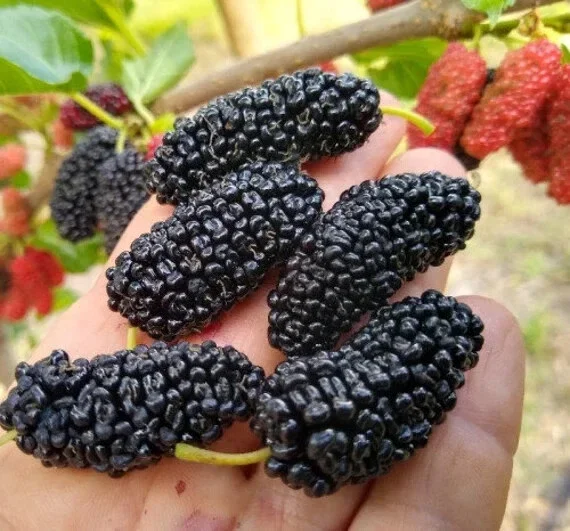 Illinois Everbearing Mulberry Seeds - 20 Pcs - Fast Growing Fruit Tree Seeds - Image 3