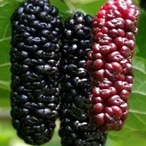 Illinois Everbearing Mulberry Seeds - 20 Pcs - Fruit Tree Seeds - Image 2