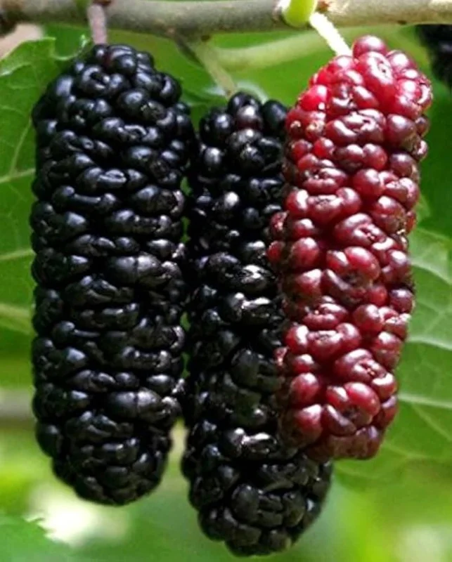 Illinois Everbearing Mulberry Seeds - 20 Pcs - Fruit Tree Seeds - Image 2