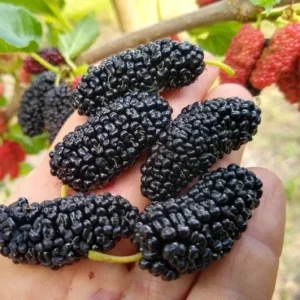 Illinois Everbearing Mulberry Seeds - 20 Pcs - Fruit Tree Seeds - Image 3