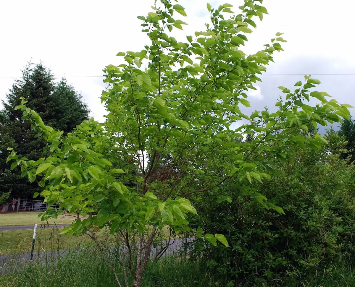 Illinois Everbearing Mulberry Tree Live Plant - Cold Hardy Fruit Tree - Image 2