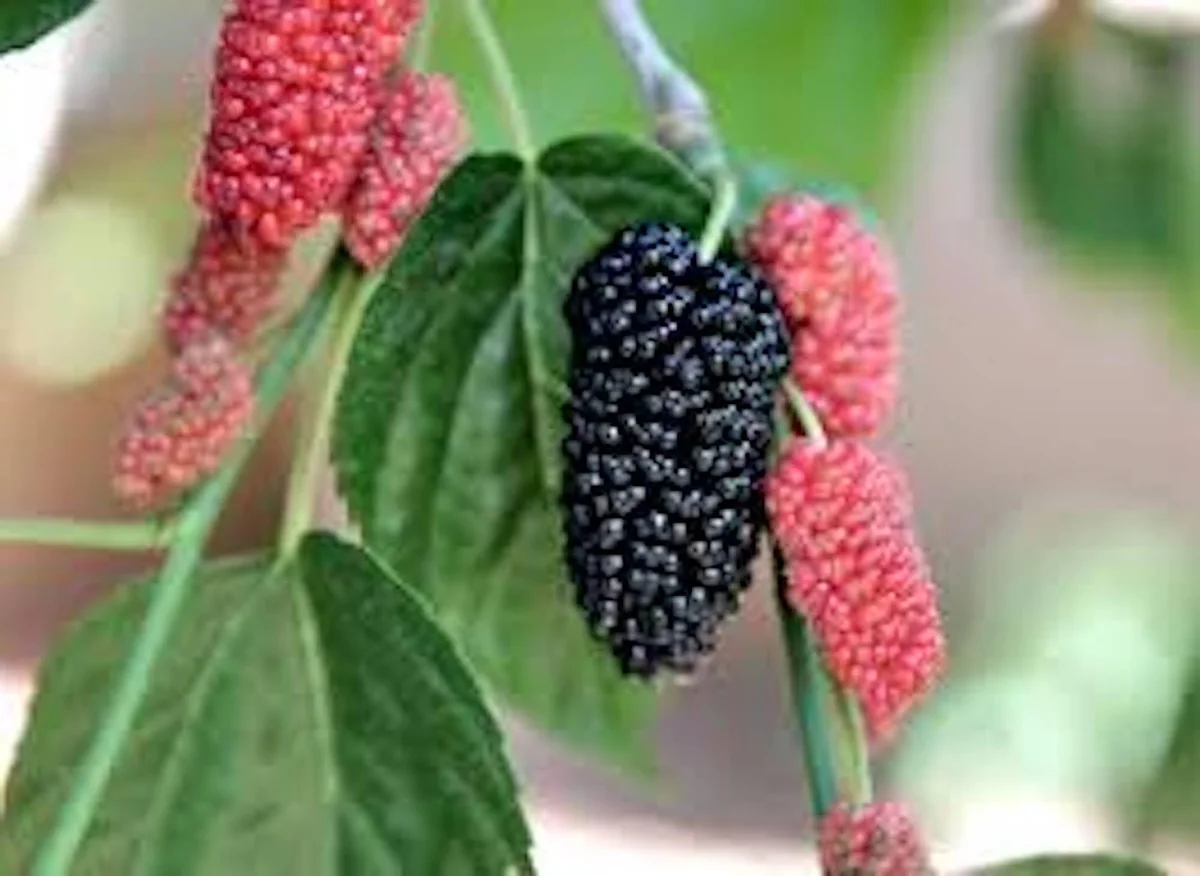Illinois Everbearing Mulberry Tree Live Plant - Cold Hardy Fruit Tree - Image 3