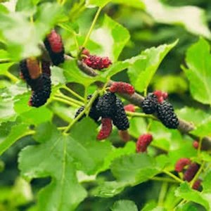 Illinois Everbearing Mulberry Tree Live Plant - Cold Hardy Fruit Tree - Image 1