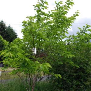 Illinois Everbearing Mulberry Tree Live Plant - Prolific Fruit Production - Image 2