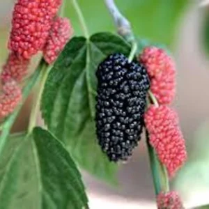 Illinois Everbearing Mulberry Tree Live Plant - Prolific Fruit Production - Image 3