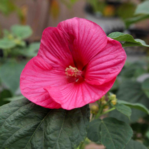 pink hibiscus 3