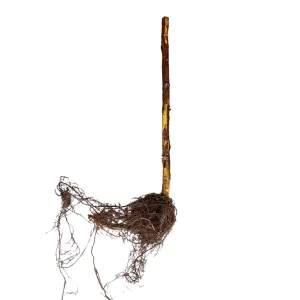 Imara Raspberry Bare Root Cane - 1-Year-Old Everbearing Red Variety - High Yield - Image 2