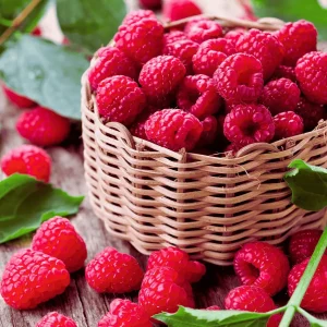 Imara Raspberry Bare Root Cane - 1-Year-Old Everbearing Red Variety - High Yield - Image 3