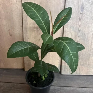 Imbe Garcinia Livingstonei Live Plant – African Mangosteen – 6 inch Pot - Image 10