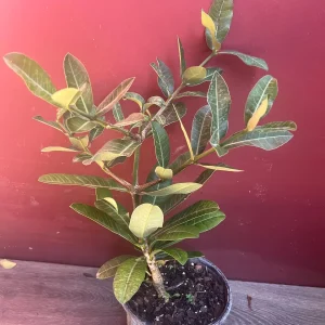 Imbe Garcinia Livingstonei Live Plant – African Mangosteen – 6 inch Pot - Image 3