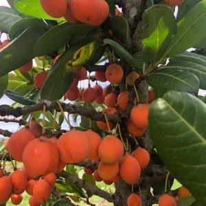 Imbe Garcinia Livingstonei Live Plant – African Mangosteen – 6 inch Pot - Image 1