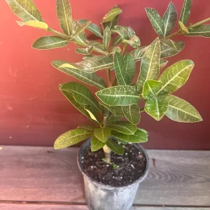 Imbe Garcinia Livingstonei Live Plant – African Mangosteen – 6 inch Pot - Image 6