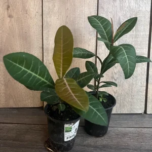 Imbe Garcinia Livingstonei Live Plant – African Mangosteen – 6 inch Pot - Image 7