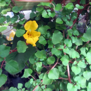 Impatiens repens Golden Dragon Live Plant - Rare Tropical Vining Houseplant - 2.5" Pot - Image 2