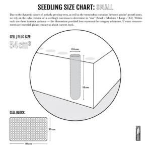 Incense Cedar Live Tree Seedling - Calocedrus decurrens - Small 1-1.5 Year Old Plant - Image 10