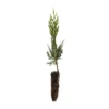 Incense Cedar Live Tree Seedling - Calocedrus decurrens - Small 1-1.5 Year Old Plant - Image 1