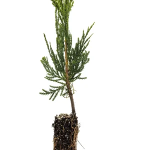 Incense Cedar Live Tree Seedling - Calocedrus decurrens - Small 1-1.5 Year Old Plant - Image 2