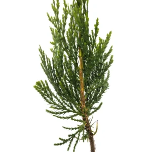 Incense Cedar Live Tree Seedling - Calocedrus decurrens - Small 1-1.5 Year Old Plant - Image 3