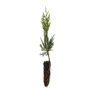 Incense Cedar Live Tree Seedling - Calocedrus decurrens - Small 1-1.5 Year Old Plant - Image 1