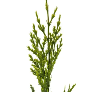 Incense Cedar Live Tree Seedling - Calocedrus decurrens - Small 1-1.5 Year Old Plant - Image 4