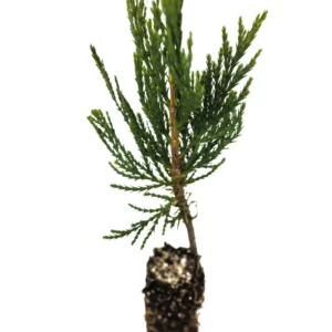 Incense Cedar Live Tree Seedling - Calocedrus decurrens - Small 1-1.5 Year Old Plant - Image 5