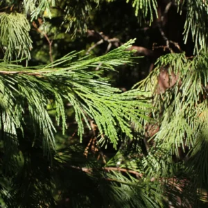 Incense Cedar Live Tree Seedling - Calocedrus decurrens - Small 1-1.5 Year Old Plant - Image 7