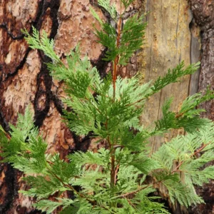 Incense Cedar Live Tree Seedling - Calocedrus decurrens - Small 1-1.5 Year Old Plant - Image 8