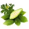 Indian Bitter Melon Seeds - Khổ Qua Rừng Lùn Gai Non-GMO Heirloom - Image 1