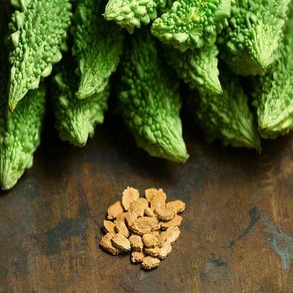 Indian Bitter Melon Seeds - Khổ Qua Rừng Lùn Gai Non-GMO Heirloom - Image 2