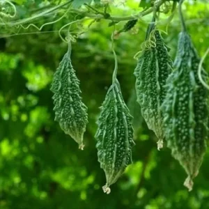 Indian Bitter Melon Seeds - Khổ Qua Rừng Lùn Gai Non-GMO Heirloom - Image 3