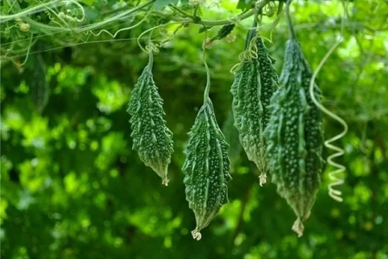 Indian Bitter Melon Seeds - Khổ Qua Rừng Lùn Gai Non-GMO Heirloom - Image 3