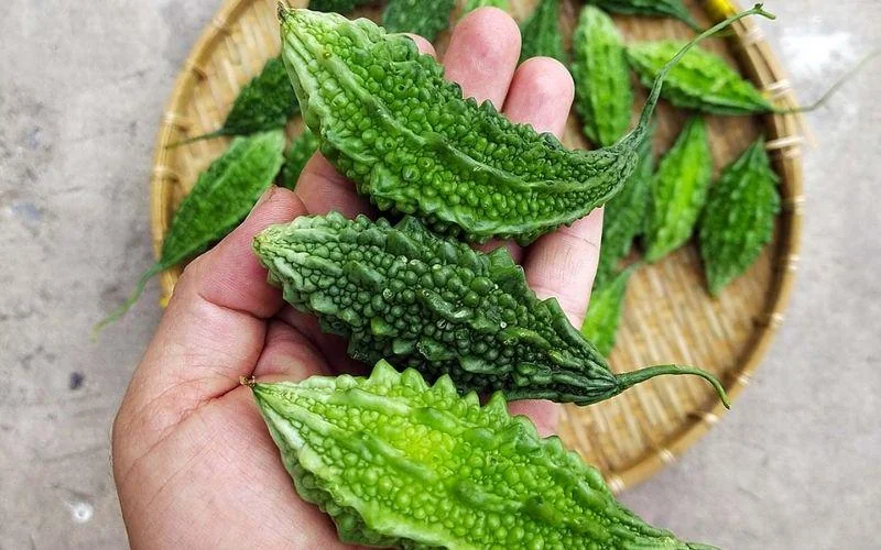 Indian Bitter Melon Seeds - Khổ Qua Rừng Lùn Gai Non-GMO Heirloom - Image 4
