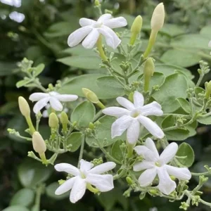 Indian Jasmine Live Plant (Jasminum molle) - 3 Gallon Pot - Fragrant Outdoor Vine - Image 2