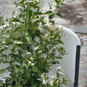 Indian Jasmine Live Plant (Jasminum molle) - 3 Gallon Pot - Fragrant Outdoor Vine - Image 1