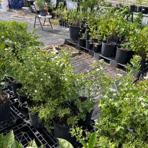 Indian Jasmine Live Plant (Jasminum molle) - Fragrant 3 Gallon Pot - Image 3