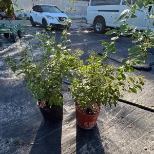 Indian Jasmine Live Plant (Jasminum molle) - Fragrant 3 Gallon Pot - Image 5