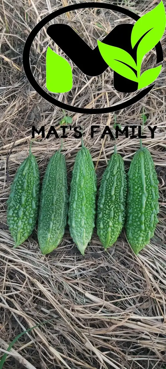 Indian Long Bitter Melon Seeds - Non-GMO Heirloom - Vegetable Seeds - Image 2