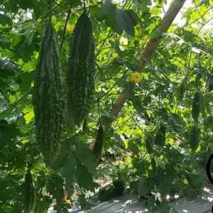 Indian Long Bitter Melon Seeds - Non-GMO Heirloom - Vegetable Seeds - Image 3