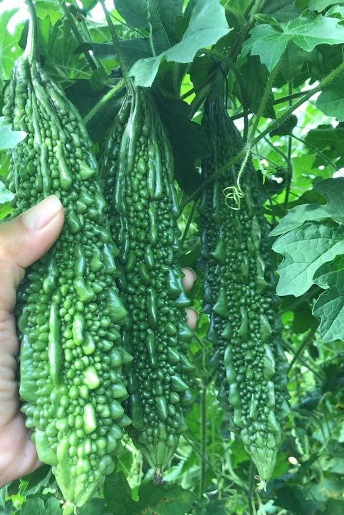 Indian Long Bitter Melon Seeds - Non-GMO Heirloom - Vegetable Seeds - Image 4