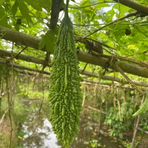 Indian Long Bitter Melon Seeds - Non-GMO Heirloom - Vegetable Seeds - Image 5