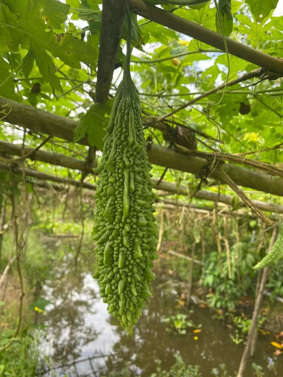 Indian Long Bitter Melon Seeds - Non-GMO Heirloom - Vegetable Seeds - Image 5