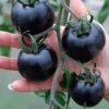 Indigo Rose Tomato Seeds - 50 Organically Grown Seeds - Deep Purple, Anthocyanin-Rich - Image 1