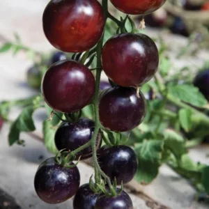 Indigo Rose Tomato Seeds - 50 Organically Grown Seeds - Deep Purple, Anthocyanin-Rich - Image 2