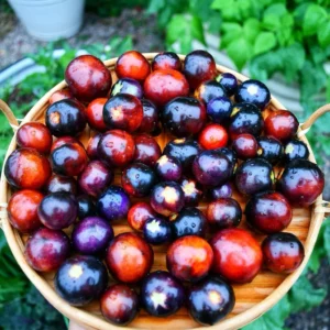 Indigo Rose Tomato Seeds - 50 Organically Grown Seeds - Deep Purple, Anthocyanin-Rich - Image 3