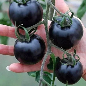 Indigo Rose Tomato Seeds - 50 Organically Grown Seeds - Deep Purple, Anthocyanin-Rich - Image 1