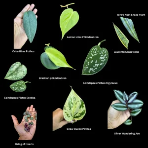 Indoor Plant Cuttings Bundle - Mystery Box for Propagation - Pothos, Philodendron, Tradescantia - Image 2