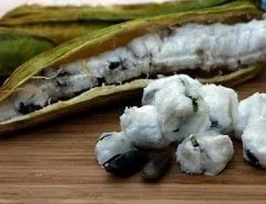 Inga Edulis Ice Cream Bean Tree Live Plant Starter 6-12 inches Tall - Image 1