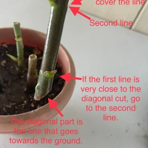 Insulin Plant Cuttings - 7 Live Costus Igneus Cuttings for Planting - Image 2